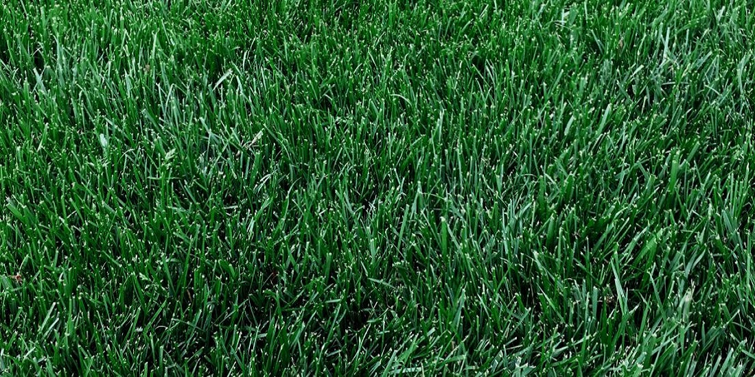 Kentucky Bluegrass close-up