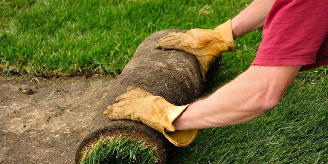 Hands laying a roll of sod