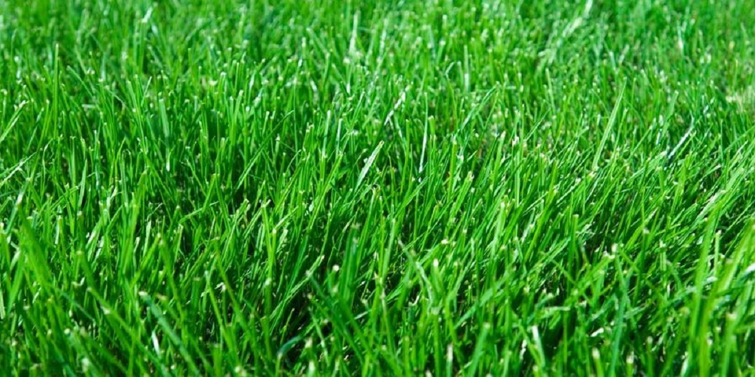 Fescue grass close-up